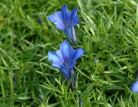 Big mid blue flowers